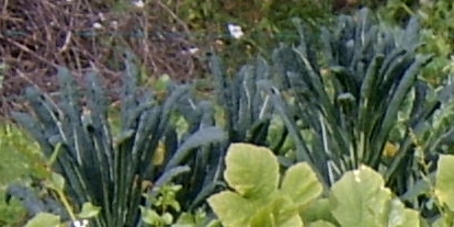 To svartkålplanter (i bakgrunnen). 